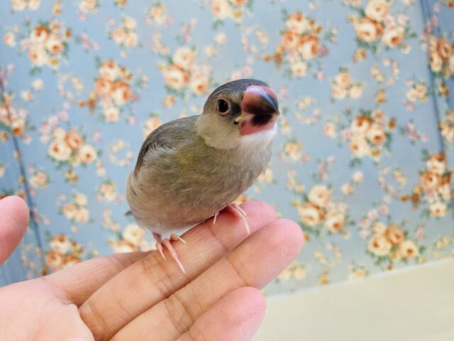 桜文鳥