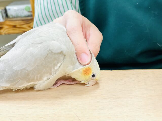 オカメインコ