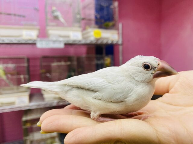シルバー文鳥