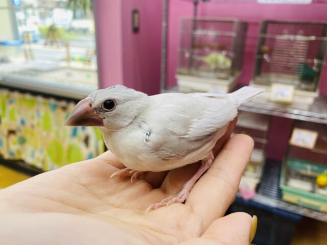 シルバー文鳥