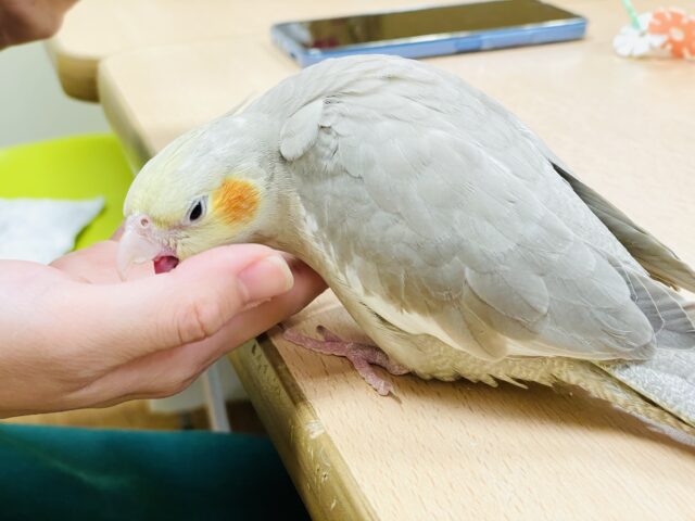 オカメインコ