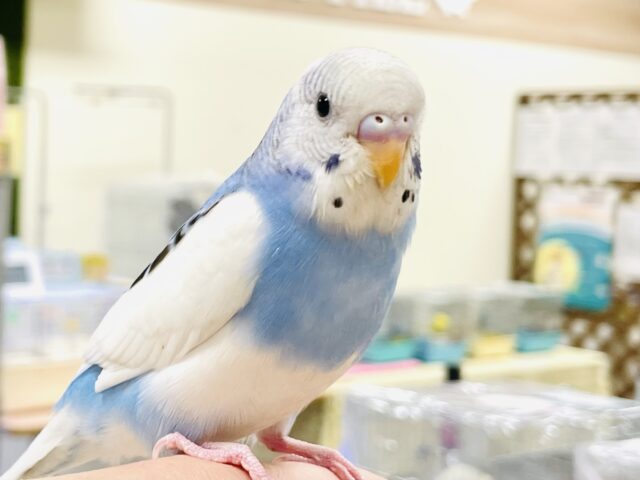 【最新画像】カキカキ好きな甘えん坊🥰セキセイインコ(パイド)