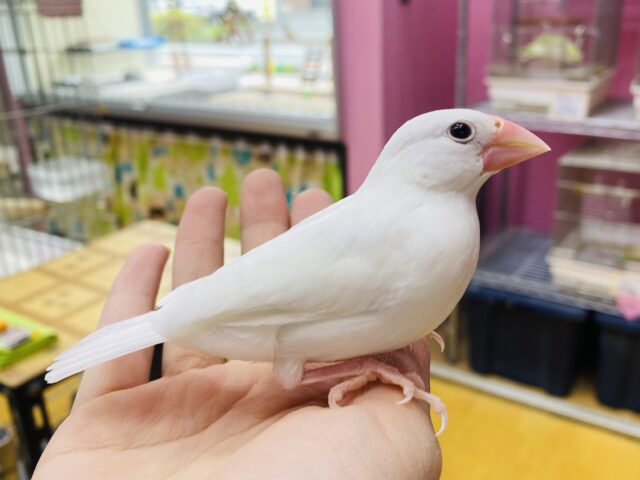 白文鳥