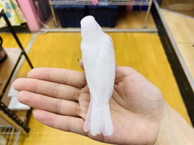 白文鳥