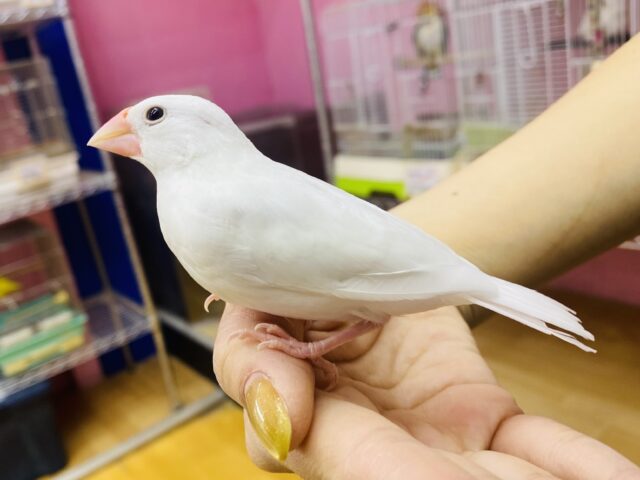 白文鳥