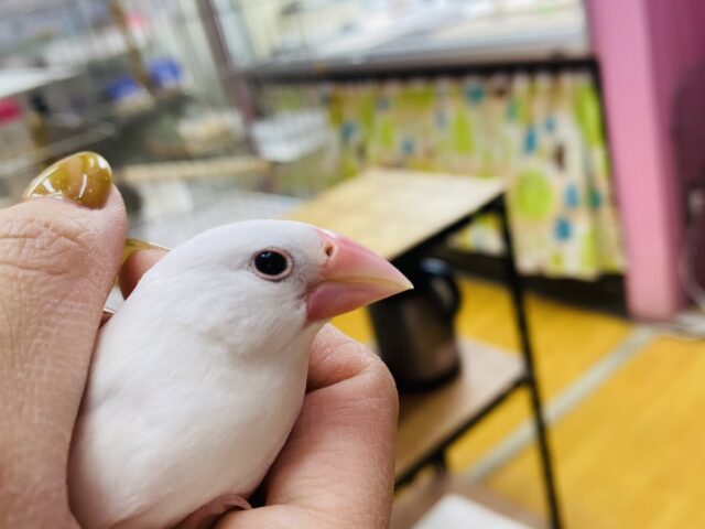 白文鳥