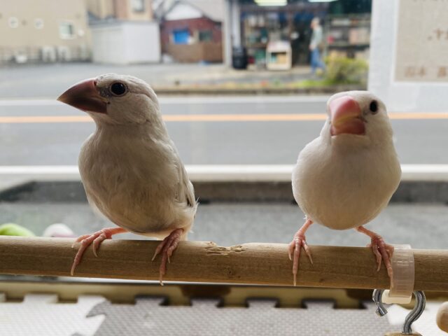 白文鳥