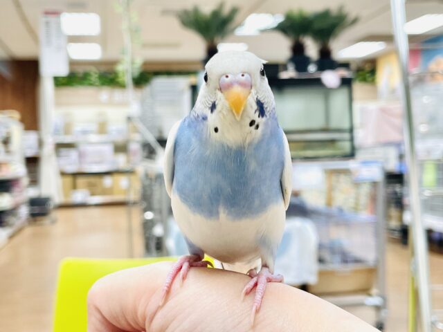 セキセイインコ