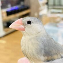 【最新動画】食べて遊んで 元気に成長中！桜文鳥