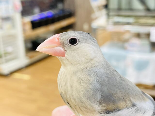 【最新動画】食べて遊んで 元気に成長中！桜文鳥