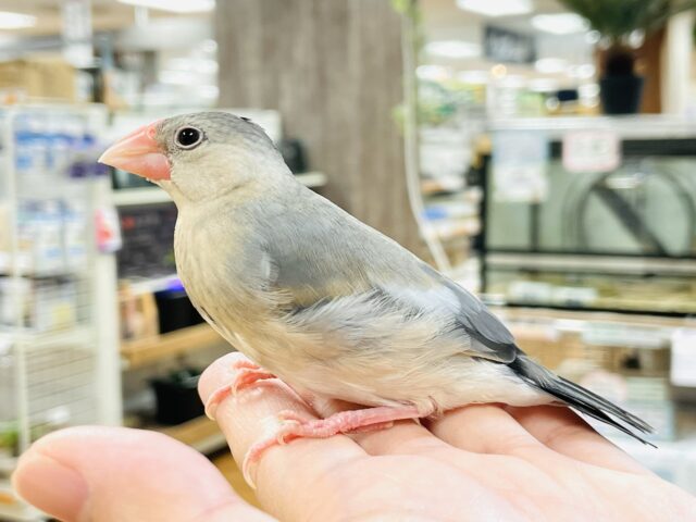 桜文鳥