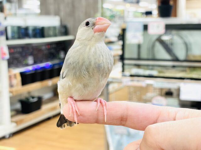 桜文鳥