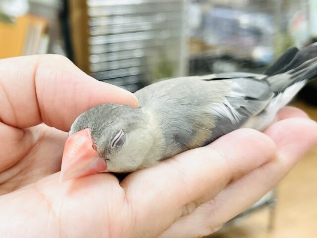桜文鳥
