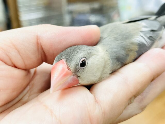 桜文鳥