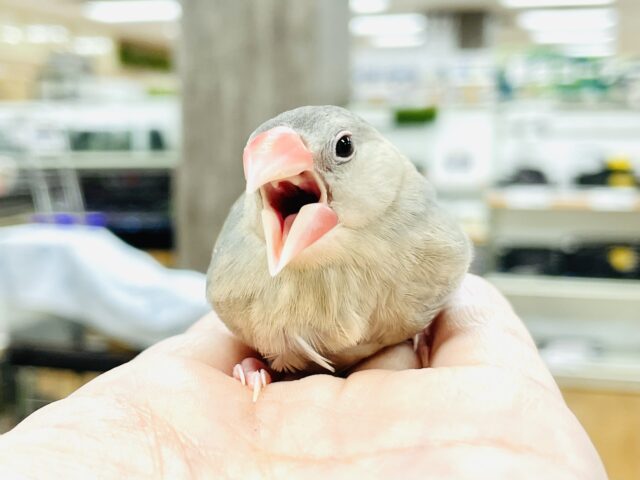 桜文鳥