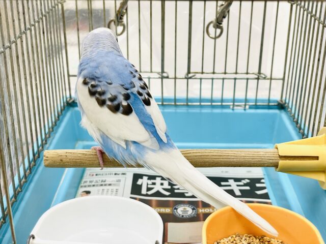 セキセイインコ