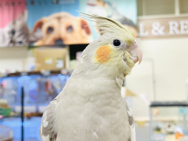 オカメインコ