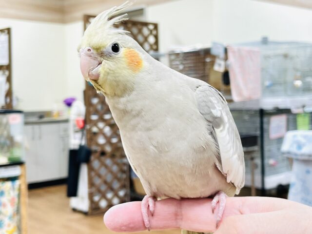 オカメインコ