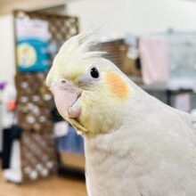 【最新画像】うるうるお目目👀💕オカメインコ（シナモン）ヒナ