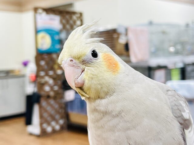 【最新画像】うるうるお目目👀💕オカメインコ（シナモン）ヒナ