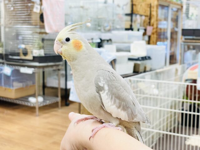 オカメインコ