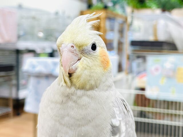 オカメインコ