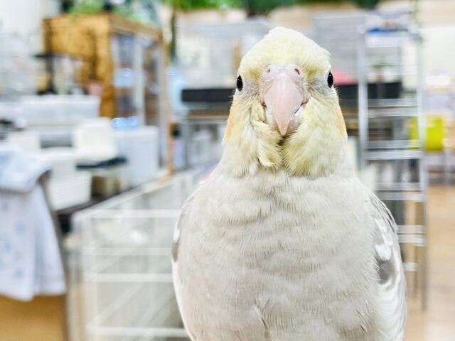 オカメインコ