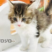 超甘ったれのサイベリアンくん❣️