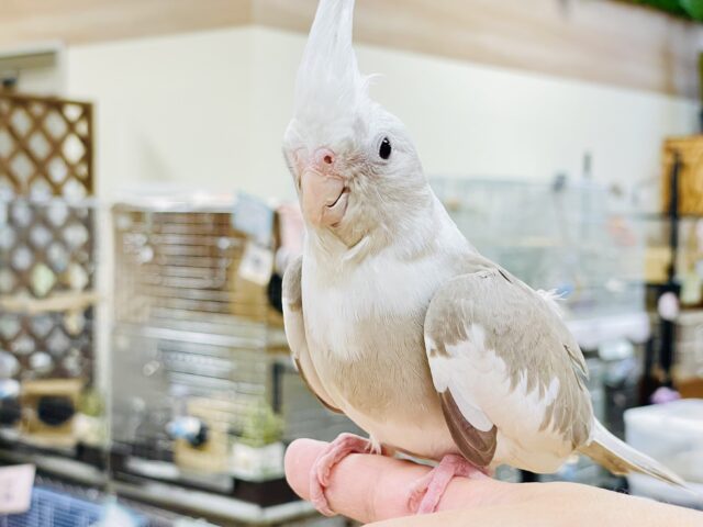オカメインコ