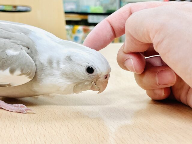 オカメインコ