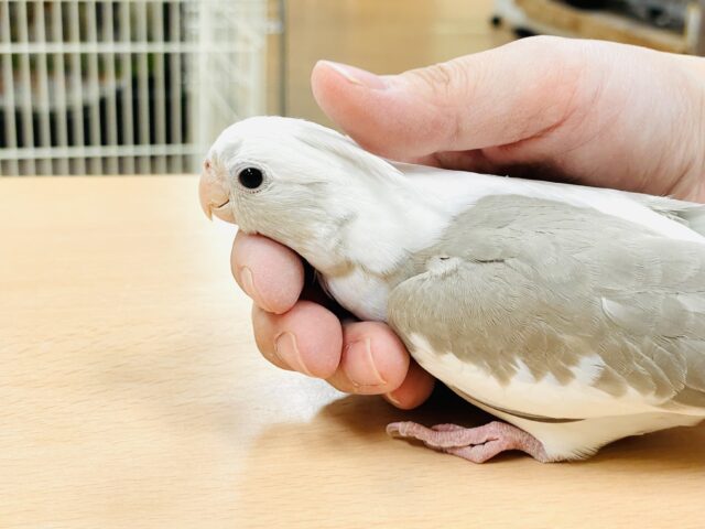 オカメインコ