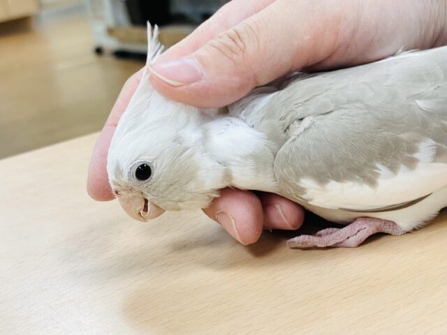 オカメインコ