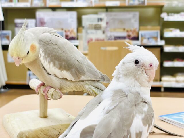 オカメインコ