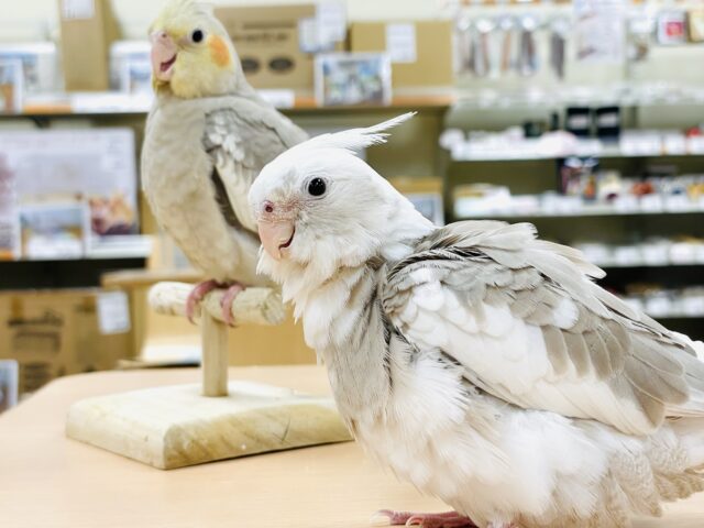 オカメインコ