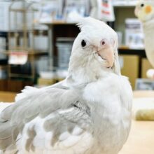【最新画像】優しげな表情にメロメロ💓オカメインコ（ホワイトフェイスシナモンパイド)