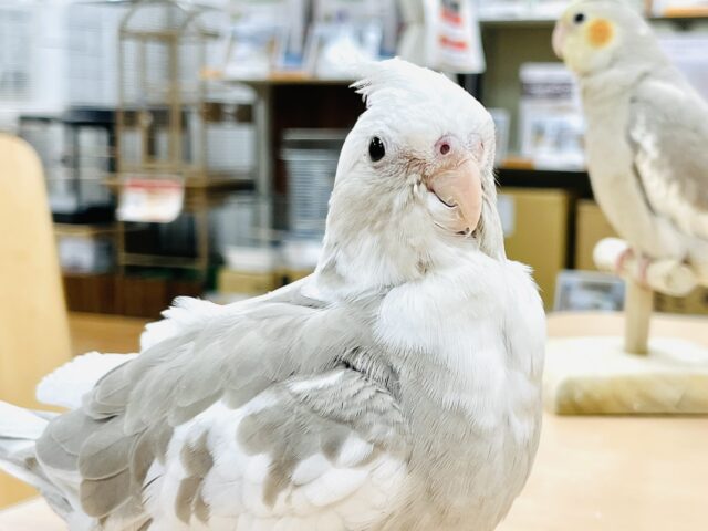 【最新画像】優しげな表情にメロメロ💓オカメインコ（ホワイトフェイスシナモンパイド)