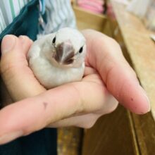 ぴょんっ🐾と手に乗るよ♬ ⋆.˚シルバー文鳥ヒナちゃん🤍🩶