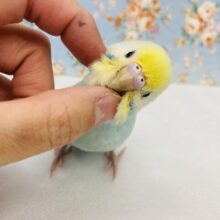 きらきらインコちゃん🩵🪽⁎⁺˳✧༚ かわいすぎる手乗りセキセイインコちゃん🪽✨
