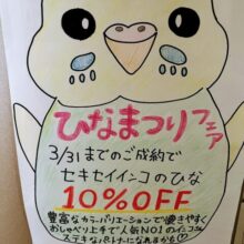 春到来⁈セキセイひなまつり開催中🌸