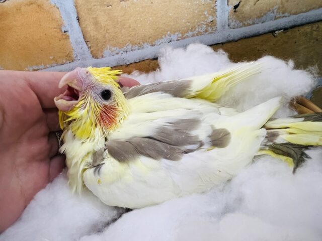 オカメインコ