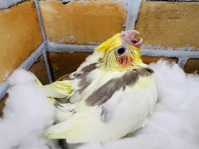 オカメインコ