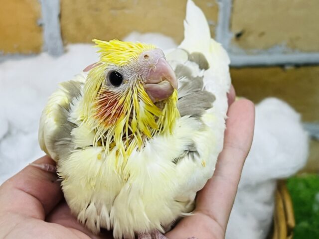 オカメインコ