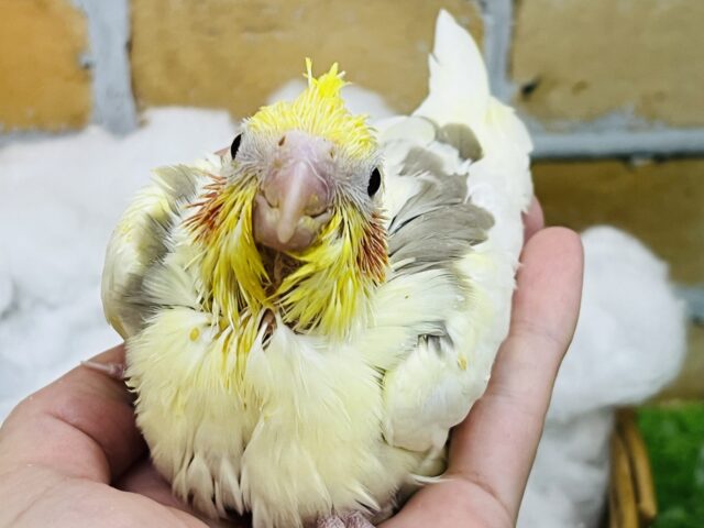 オカメインコ