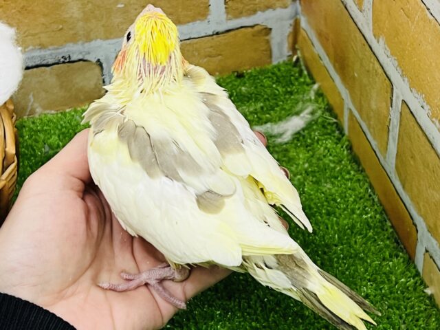 オカメインコ