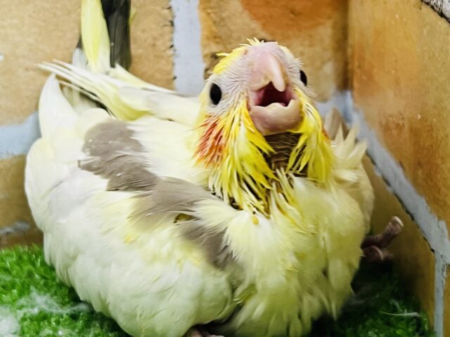 ん〜素敵♡たっぷり抜け感♡オカメインコ（シナモンヘビーパイド）入舎しました！