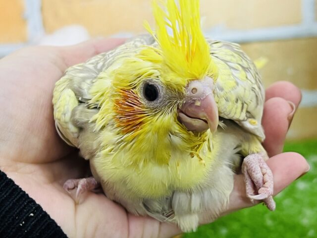 オカメインコ