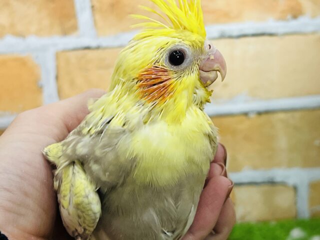 オカメインコ