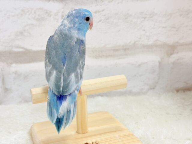マメルリハ