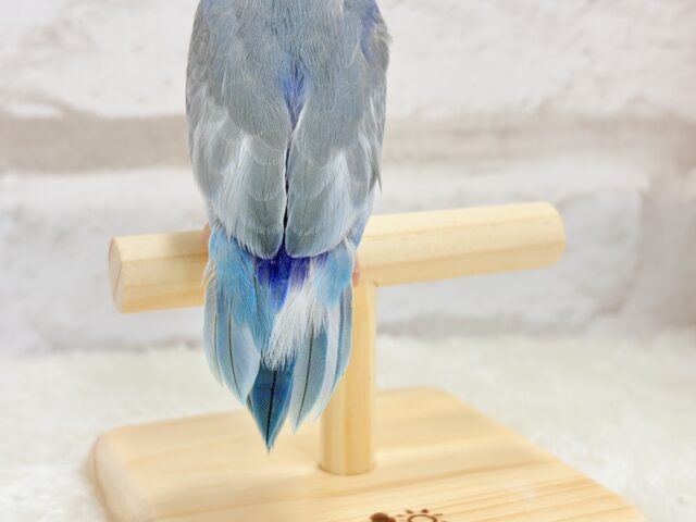マメルリハ