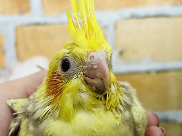 オカメインコ